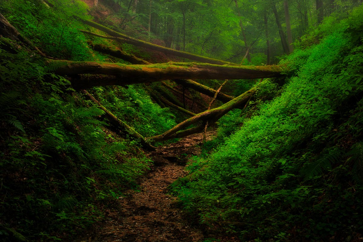 Haenel-Back-to-the-woods-Wald-01-1200×800